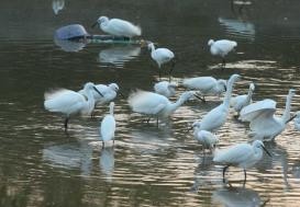 攸县兴林油茶,油茶苗,油茶果,轻基质杯苗,裸根苗,油茶苗价钱,油茶苗批发,油茶苗基地 攸县兴林油茶,油茶苗,油茶果,轻基质杯苗,裸根苗,油茶苗价钱,油茶苗批发,油茶苗基地