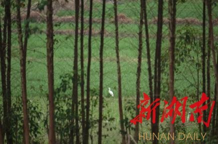 攸县兴林油茶,油茶苗,油茶果,轻基质杯苗,裸根苗,油茶苗价钱,油茶苗批发,油茶苗基地 攸县兴林油茶,油茶苗,油茶果,轻基质杯苗,裸根苗,油茶苗价钱,油茶苗批发,油茶苗基地