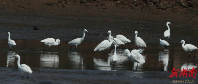 攸县兴林油茶,油茶苗,油茶果,轻基质杯苗,裸根苗,油茶苗价钱,油茶苗批发,油茶苗基地 攸县兴林油茶,油茶苗,油茶果,轻基质杯苗,裸根苗,油茶苗价钱,油茶苗批发,油茶苗基地