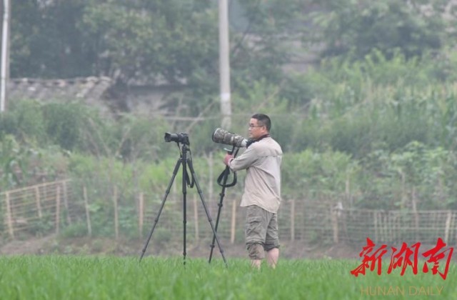 攸县兴林油茶,油茶苗,油茶果,轻基质杯苗,裸根苗,油茶苗价钱,油茶苗批发,油茶苗基地 攸县兴林油茶,油茶苗,油茶果,轻基质杯苗,裸根苗,油茶苗价钱,油茶苗批发,油茶苗基地