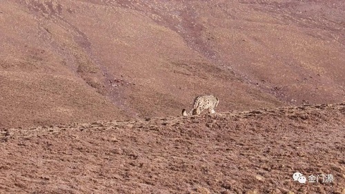 ¾ÅÖÝkuÓιÙÍø,ºþÄÏÒ°Éú¶¯Îï×·×Ù,ºþÄÏÎÀÐÇ×·×ÙÆ÷,ºþÄÏ×·×ÙÆ÷ ¾ÅÖÝkuÓιÙÍø,ºþÄÏÒ°Éú¶¯Îï×·×Ù,ºþÄÏÎÀÐÇ×·×ÙÆ÷,ºþÄÏ×·×ÙÆ÷