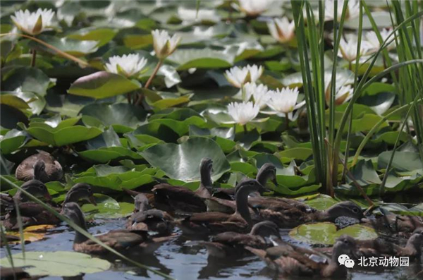 ¾ÅÖÝkuÓιÙÍø,ºþÄÏÒ°Éú¶¯Îï×·×Ù,ºþÄÏÎÀÐÇ×·×ÙÆ÷,ºþÄÏ×·×ÙÆ÷ ¾ÅÖÝkuÓιÙÍø,ºþÄÏÒ°Éú¶¯Îï×·×Ù,ºþÄÏÎÀÐÇ×·×ÙÆ÷,ºþÄÏ×·×ÙÆ÷