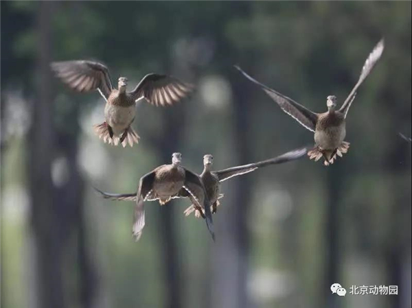 ¾ÅÖÝkuÓιÙÍø,ºþÄÏÒ°Éú¶¯Îï×·×Ù,ºþÄÏÎÀÐÇ×·×ÙÆ÷,ºþÄÏ×·×ÙÆ÷ ¾ÅÖÝkuÓιÙÍø,ºþÄÏÒ°Éú¶¯Îï×·×Ù,ºþÄÏÎÀÐÇ×·×ÙÆ÷,ºþÄÏ×·×ÙÆ÷