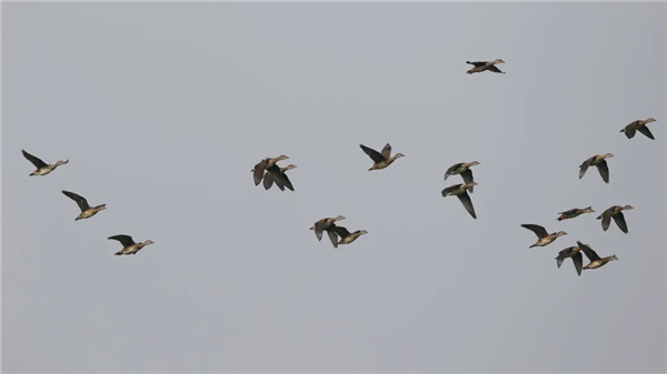 ¾ÅÖÝkuÓιÙÍø,ºþÄÏÒ°Éú¶¯Îï×·×Ù,ºþÄÏÎÀÐÇ×·×ÙÆ÷,ºþÄÏ×·×ÙÆ÷ ¾ÅÖÝkuÓιÙÍø,ºþÄÏÒ°Éú¶¯Îï×·×Ù,ºþÄÏÎÀÐÇ×·×ÙÆ÷,ºþÄÏ×·×ÙÆ÷