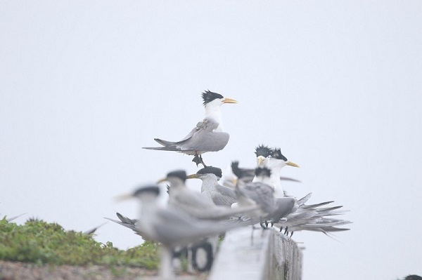 ¾ÅÖÝkuÓιÙÍø,ºþÄÏÒ°Éú¶¯Îï×·×Ù,ºþÄÏÎÀÐÇ×·×ÙÆ÷,ºþÄÏ×·×ÙÆ÷ ¾ÅÖÝkuÓιÙÍø,ºþÄÏÒ°Éú¶¯Îï×·×Ù,ºþÄÏÎÀÐÇ×·×ÙÆ÷,ºþÄÏ×·×ÙÆ÷