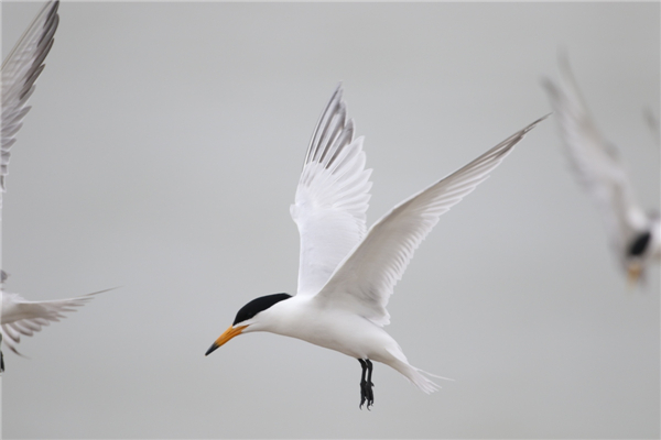 ¾ÅÖÝkuÓιÙÍø,ºþÄÏÒ°Éú¶¯Îï×·×Ù,ºþÄÏÎÀÐÇ×·×ÙÆ÷,ºþÄÏ×·×ÙÆ÷ ¾ÅÖÝkuÓιÙÍø,ºþÄÏÒ°Éú¶¯Îï×·×Ù,ºþÄÏÎÀÐÇ×·×ÙÆ÷,ºþÄÏ×·×ÙÆ÷