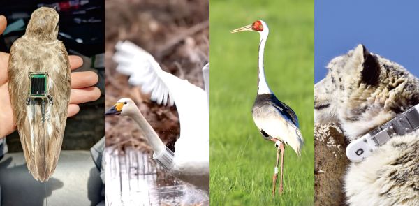 ¾ÅÖÝkuÓιÙÍø,ºþÄÏÒ°Éú¶¯Îï×·×Ù,ºþÄÏÎÀÐÇ×·×ÙÆ÷,ºþÄÏ×·×ÙÆ÷ ¾ÅÖÝkuÓιÙÍø,ºþÄÏÒ°Éú¶¯Îï×·×Ù,ºþÄÏÎÀÐÇ×·×ÙÆ÷,ºþÄÏ×·×ÙÆ÷