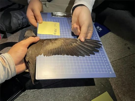 ¾ÅÖÝkuÓιÙÍø,ºþÄÏÒ°Éú¶¯Îï×·×Ù,ºþÄÏÎÀÐÇ×·×ÙÆ÷,ºþÄÏ×·×ÙÆ÷ ¾ÅÖÝkuÓιÙÍø,ºþÄÏÒ°Éú¶¯Îï×·×Ù,ºþÄÏÎÀÐÇ×·×ÙÆ÷,ºþÄÏ×·×ÙÆ÷