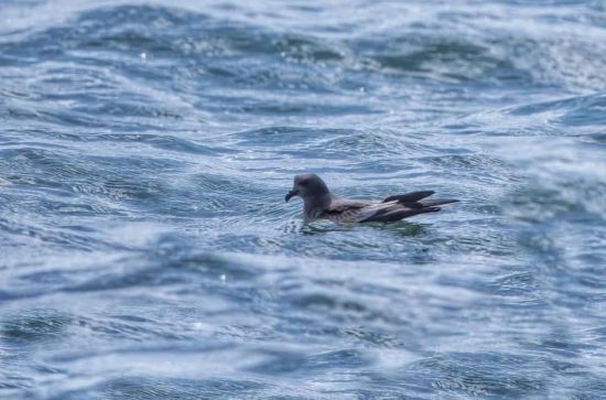 ¾ÅÖÝkuÓιÙÍø,ºþÄÏÒ°Éú¶¯Îï×·×Ù,ºþÄÏÎÀÐÇ×·×ÙÆ÷,ºþÄÏ×·×ÙÆ÷ ¾ÅÖÝkuÓιÙÍø,ºþÄÏÒ°Éú¶¯Îï×·×Ù,ºþÄÏÎÀÐÇ×·×ÙÆ÷,ºþÄÏ×·×ÙÆ÷