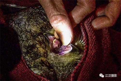 ¾ÅÖÝkuÓιÙÍø,ºþÄÏÒ°Éú¶¯Îï×·×Ù,ºþÄÏÎÀÐÇ×·×ÙÆ÷,ºþÄÏ×·×ÙÆ÷ ¾ÅÖÝkuÓιÙÍø,ºþÄÏÒ°Éú¶¯Îï×·×Ù,ºþÄÏÎÀÐÇ×·×ÙÆ÷,ºþÄÏ×·×ÙÆ÷