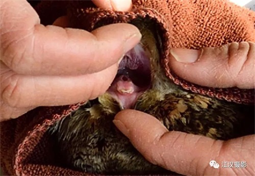 ¾ÅÖÝkuÓιÙÍø,ºþÄÏÒ°Éú¶¯Îï×·×Ù,ºþÄÏÎÀÐÇ×·×ÙÆ÷,ºþÄÏ×·×ÙÆ÷ ¾ÅÖÝkuÓιÙÍø,ºþÄÏÒ°Éú¶¯Îï×·×Ù,ºþÄÏÎÀÐÇ×·×ÙÆ÷,ºþÄÏ×·×ÙÆ÷