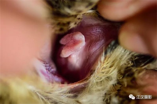 ¾ÅÖÝkuÓιÙÍø,ºþÄÏÒ°Éú¶¯Îï×·×Ù,ºþÄÏÎÀÐÇ×·×ÙÆ÷,ºþÄÏ×·×ÙÆ÷ ¾ÅÖÝkuÓιÙÍø,ºþÄÏÒ°Éú¶¯Îï×·×Ù,ºþÄÏÎÀÐÇ×·×ÙÆ÷,ºþÄÏ×·×ÙÆ÷