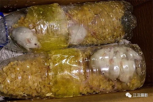 ¾ÅÖÝkuÓιÙÍø,ºþÄÏÒ°Éú¶¯Îï×·×Ù,ºþÄÏÎÀÐÇ×·×ÙÆ÷,ºþÄÏ×·×ÙÆ÷ ¾ÅÖÝkuÓιÙÍø,ºþÄÏÒ°Éú¶¯Îï×·×Ù,ºþÄÏÎÀÐÇ×·×ÙÆ÷,ºþÄÏ×·×ÙÆ÷