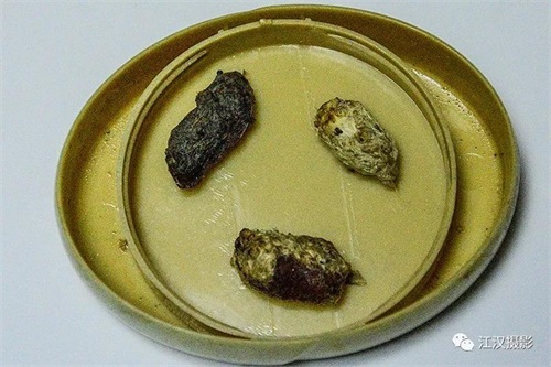 ¾ÅÖÝkuÓιÙÍø,ºþÄÏÒ°Éú¶¯Îï×·×Ù,ºþÄÏÎÀÐÇ×·×ÙÆ÷,ºþÄÏ×·×ÙÆ÷ ¾ÅÖÝkuÓιÙÍø,ºþÄÏÒ°Éú¶¯Îï×·×Ù,ºþÄÏÎÀÐÇ×·×ÙÆ÷,ºþÄÏ×·×ÙÆ÷