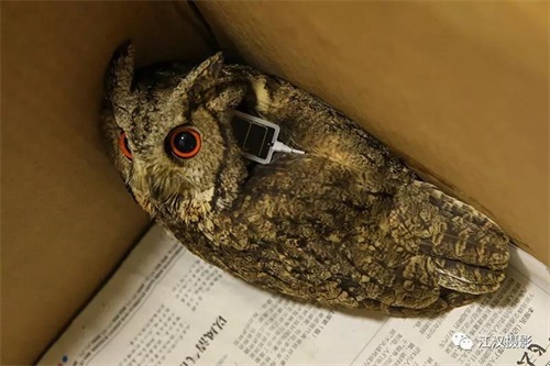 ¾ÅÖÝkuÓιÙÍø,ºþÄÏÒ°Éú¶¯Îï×·×Ù,ºþÄÏÎÀÐÇ×·×ÙÆ÷,ºþÄÏ×·×ÙÆ÷ ¾ÅÖÝkuÓιÙÍø,ºþÄÏÒ°Éú¶¯Îï×·×Ù,ºþÄÏÎÀÐÇ×·×ÙÆ÷,ºþÄÏ×·×ÙÆ÷