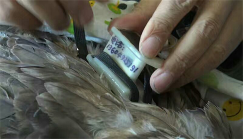 ¾ÅÖÝkuÓιÙÍø,ºþÄÏÒ°Éú¶¯Îï×·×Ù,ºþÄÏÎÀÐÇ×·×ÙÆ÷,ºþÄÏ×·×ÙÆ÷ ¾ÅÖÝkuÓιÙÍø,ºþÄÏÒ°Éú¶¯Îï×·×Ù,ºþÄÏÎÀÐÇ×·×ÙÆ÷,ºþÄÏ×·×ÙÆ÷