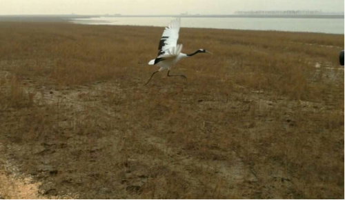 ¾ÅÖÝkuÓιÙÍø,ºþÄÏÒ°Éú¶¯Îï×·×Ù,ºþÄÏÎÀÐÇ×·×ÙÆ÷,ºþÄÏ×·×ÙÆ÷ ¾ÅÖÝkuÓιÙÍø,ºþÄÏÒ°Éú¶¯Îï×·×Ù,ºþÄÏÎÀÐÇ×·×ÙÆ÷,ºþÄÏ×·×ÙÆ÷