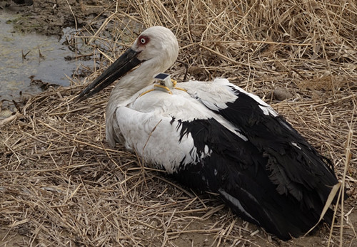 ¾ÅÖÝkuÓιÙÍø,ºþÄÏÒ°Éú¶¯Îï×·×Ù,ºþÄÏÎÀÐÇ×·×ÙÆ÷,ºþÄÏ×·×ÙÆ÷ ¾ÅÖÝkuÓιÙÍø,ºþÄÏÒ°Éú¶¯Îï×·×Ù,ºþÄÏÎÀÐÇ×·×ÙÆ÷,ºþÄÏ×·×ÙÆ÷