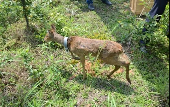 ØüÏØÐËÁÖÓͲè,ÓͲèÃç,ÓͲè¹û,Çá»ùÖʱÃç,Âã¸ùÃç,ÓͲèÃç¼ÛÇ®,ÓͲèÃçÅú·¢,ÓͲèÃç»ùµØ ØüÏØÐËÁÖÓͲè,ÓͲèÃç,ÓͲè¹û,Çá»ùÖʱÃç,Âã¸ùÃç,ÓͲèÃç¼ÛÇ®,ÓͲèÃçÅú·¢,ÓͲèÃç»ùµØ