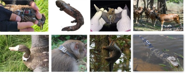 ¾ÅÖÝkuÓιÙÍø,ºþÄÏÒ°Éú¶¯Îï×·×Ù,ºþÄÏÎÀÐÇ×·×ÙÆ÷,ºþÄÏ×·×ÙÆ÷ ¾ÅÖÝkuÓιÙÍø,ºþÄÏÒ°Éú¶¯Îï×·×Ù,ºþÄÏÎÀÐÇ×·×ÙÆ÷,ºþÄÏ×·×ÙÆ÷