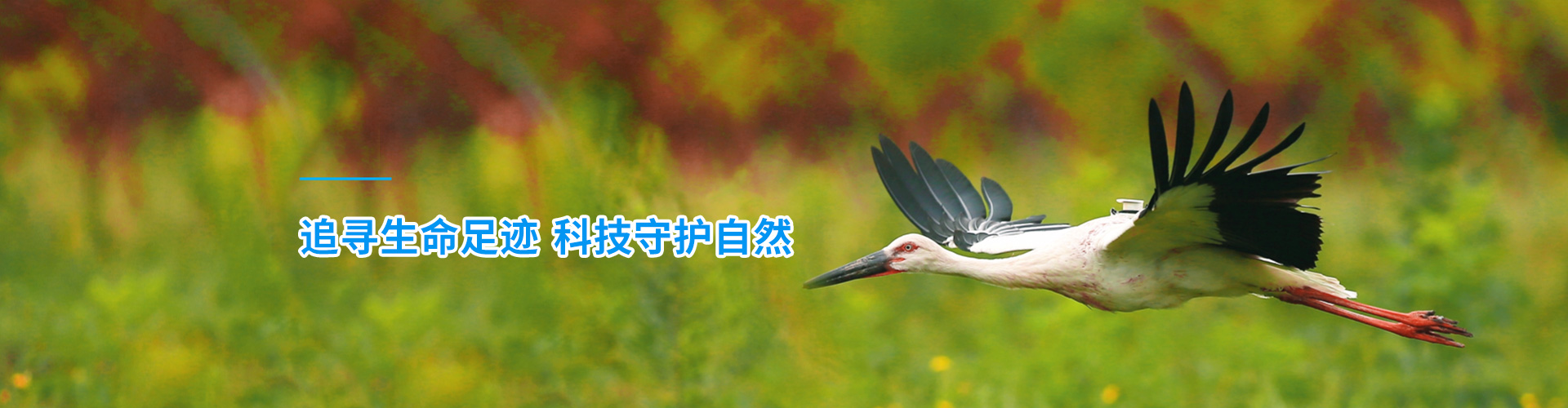 ¾ÅÖÝkuÓιÙÍø_ºþÄÏÒ°Éú¶¯Îï×·×Ù|ºþÄÏÎÀÐÇ×·×ÙÆ÷ ¾ÅÖÝkuÓιÙÍø_ºþÄÏÒ°Éú¶¯Îï×·×Ù|ºþÄÏÎÀÐÇ×·×ÙÆ÷